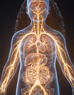 The lymphatic system