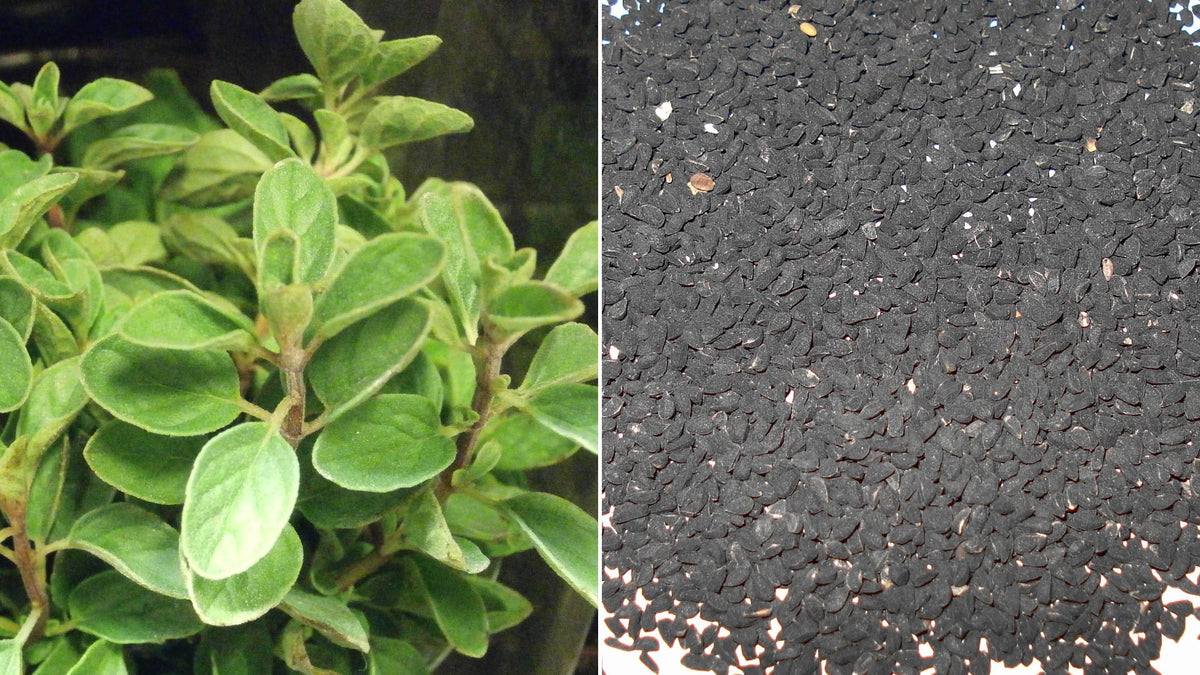 Wild oregano and black seed
