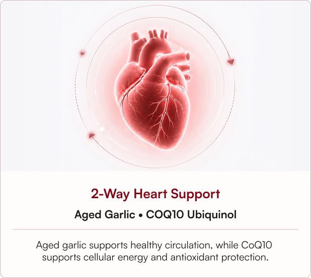 Heart Support Starts With Circulation And Cellular Energy