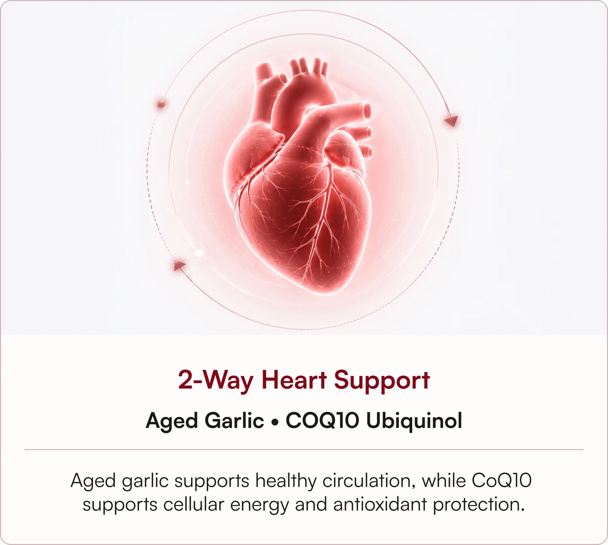 Heart Support Starts With Circulation And Cellular Energy