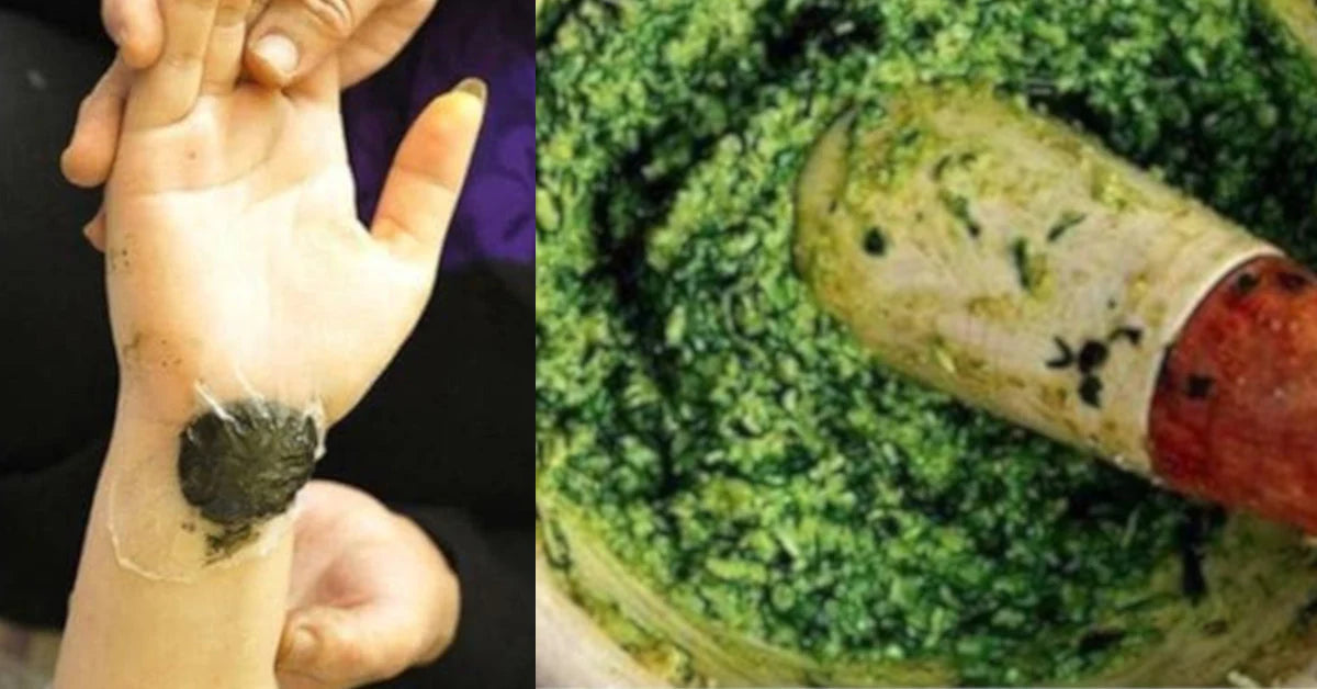Traditional use of oregano