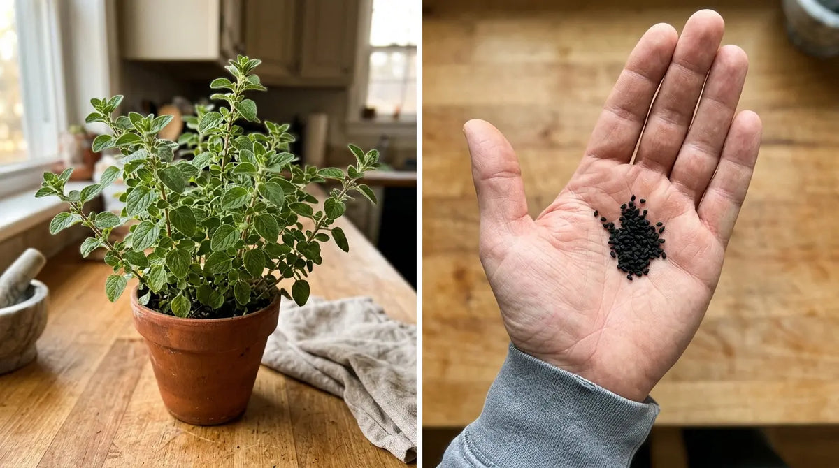 Fresh oregano sprigs beside a small dish of black seed on a wood board in soft natural light
