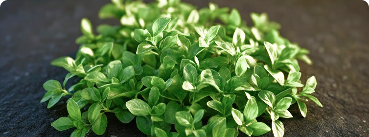 High-Carvacrol Oregano Oil
